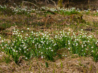 Leucojum vernum (spring snowflake) in spring forest, Czech republic, Europe