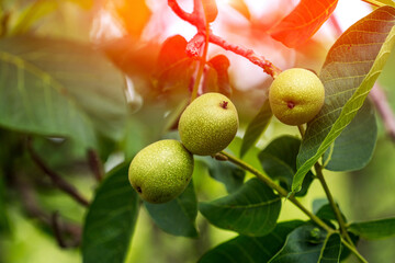 Green farming nuts on a tree. Natural branch of greek nuts in the garden.