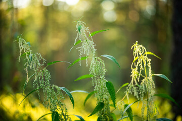 A bush of green nettles. Burning grass leaves.Nettles on a green background in summer.