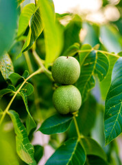 Garden branch of nuts growing. Green nuts ripening on plantations.