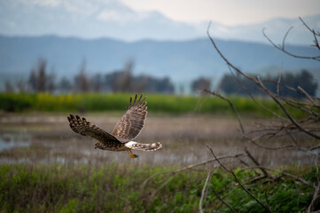 Red tailed hawk in flight by a lake with mountain views