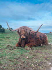 highland cows relaxing on windy day