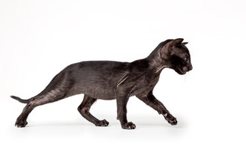 Little oriental black kitten walking isolated on white background.