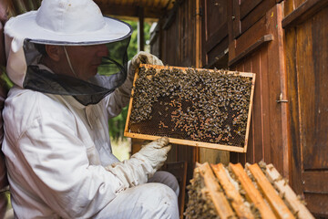 Male beekeeper carefully taking out the honey frame from a wooden beehive, checking bees and honeycomb Beekeeping and organic honey farming concept.