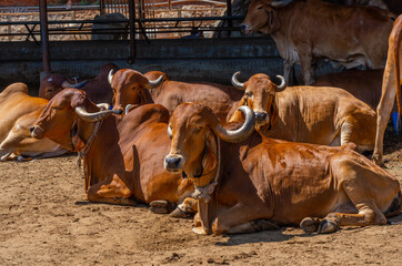 Group of relax cows at the indian farm. Portrait of young cow looking at camera