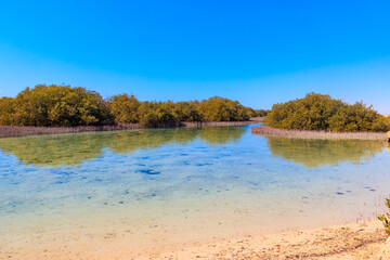 Mangrove trees in Ras Mohammed national park, Sinai peninsula in Egypt