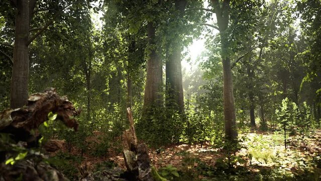 Misty beech forest on the mountain slope in a nature reserve