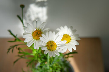 Obraz premium daisies on a wooden table close-up. beautiful summer background with flowers.
