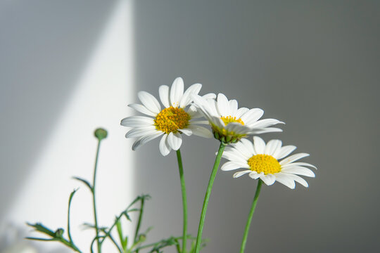 spring background with daisies. daisies close-up on an isolated background.