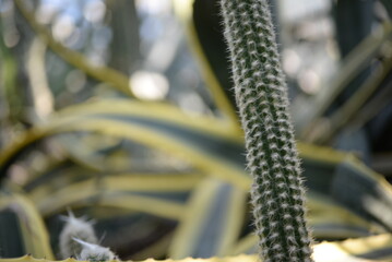 green succulent close-up, sustainable development concept, desert cactus parts, cactus needles, succulent needles close-up, green texutra succulent