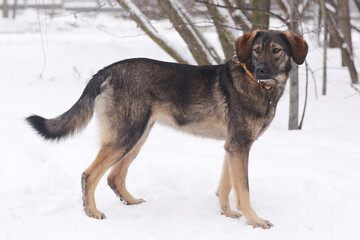  shepherd dog puppy full body photo on white snow background