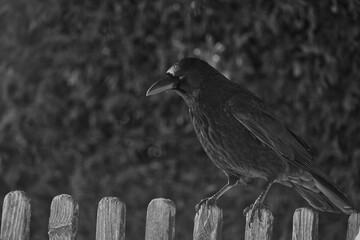 bird, natur, wild lebende tiere, krähe, black, 
