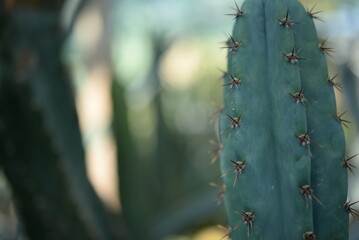 green cactus on green background