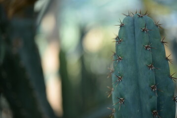 green cactus on green background