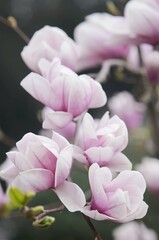 magnolia flowers close up
