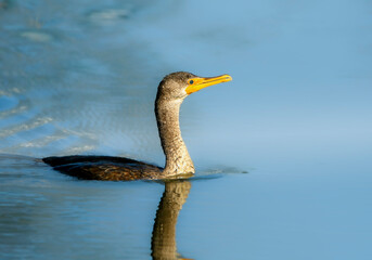 The Cormorant Bird