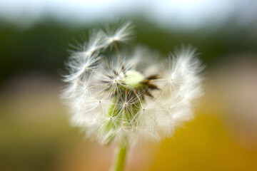 Macro photography of a dandelion creating an abstract effect