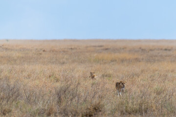 Wild lionesses in the Serengeti National Park in the heart of Africa