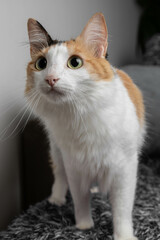portrait of a tricolor cat