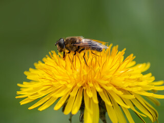 bee on a yellow dandelion flower with blurred green grass background