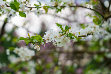 White flowers of Prunus Cerasifera closeup. Cherry plum tree