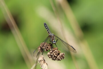 Female Blue Dasher (Pachydiplax longipennis) perched on a grasshead