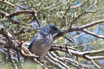 Woodhouse’s Scrub-jay (Aphelocoma woodhouseii) in Pinyon Pine