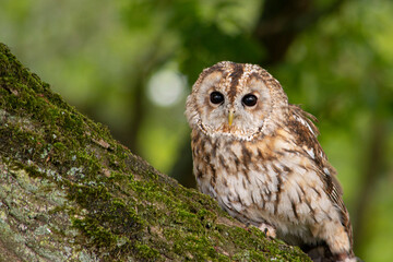 Owl