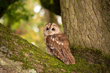 Owl