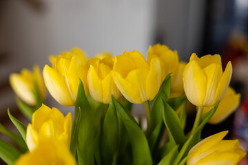 Yellow tulips in the living room