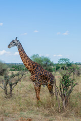 wild giraffe in Serengeti National Park in the heart of Africa