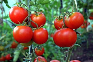 Beautiful Bunch of red tomato