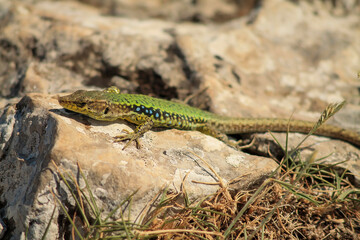 Gorgeous lizard on rock in mountainous area. Common Wall Lizard (Podarcis tauricus). Beauty and diversity of nature mountains