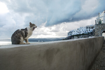 Foggia, Vieste 2019, Costa di Vieste con gatto in fase di sbadiglio sul muretto, Via Ripe, 