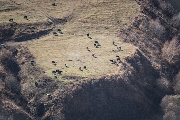 Valley in the mountains with a flat meadow for the pasture of cows, a herd of cows in a pasture in the mountains