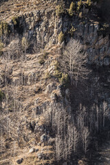 Rocky steep slope in the mountains with yellowed grass in autumn, birches without foliage and lonely pines, slope in the mountains with trees and rocks