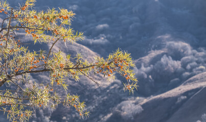 Branch of sea buckthorn with orange ripe edible fruits in autumn in the mountains, sea buckthorn edible in sunny November in the mountains