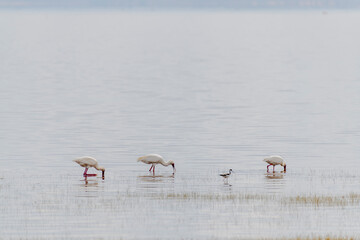 Wild birds in Serengeti National Park