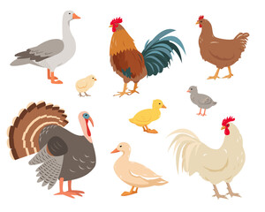 Poultry or domestic birds isolated on white background. Set of farm birds in different poses and colors. Hen, turkey, goose, duck, rooster and chickens. Vector flat or cartoon illustration.