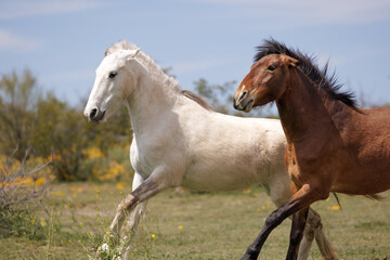 two horses running in the meadow