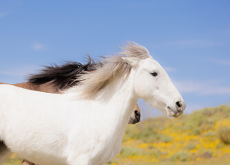 white horse on the meadow running mane flowing