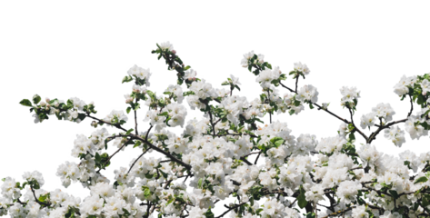 Flowering trees with white buds on a sunny spring day