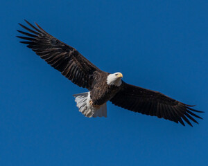 Fototapeta na wymiar Bald Eagle in flight 