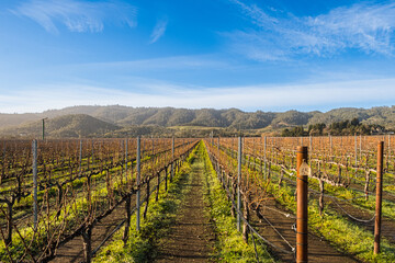 Wine Farms in Napa Valley