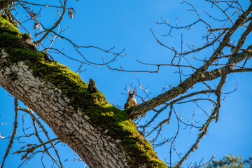 tree branches against blue sky