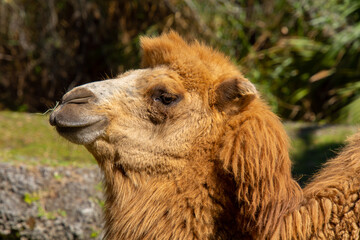 Nice specimen of camel taken in a large zoological garden