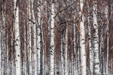 Obraz premium Background of birch trunks, wood texture. Birch grove in early spring in Moscow at the Cathedral of Christ the Savior.