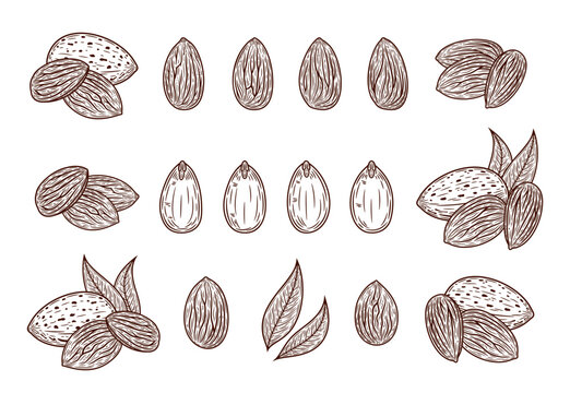 Vector almond hand-drawn illustrations, almond seeds, shells and leaves