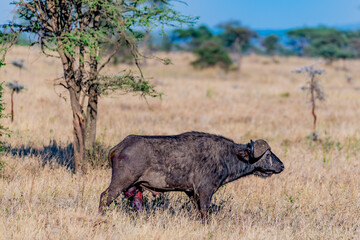 Wild buffalo in Serengeti National Park