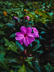 flowers in the garden
